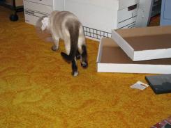 more kittens